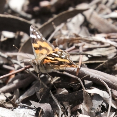 Vanessa kershawi (Australian Painted Lady) at Bruce Ridge to Gossan Hill - 27 Sep 2021 by AlisonMilton