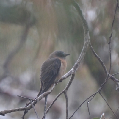 Cacomantis flabelliformis (Fan-tailed Cuckoo) at Boro, NSW - 29 Sep 2021 by mcleana