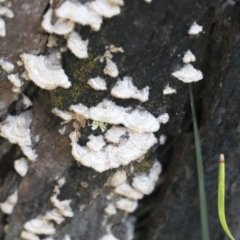 Stereum sp. at Bruce, ACT - 27 Sep 2021 10:52 AM