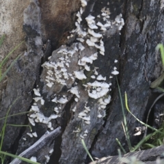 Stereum sp. at Bruce, ACT - 27 Sep 2021 10:52 AM