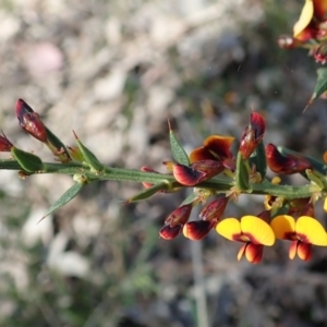 Daviesia ulicifolia subsp. ruscifolia at Holt, ACT - 28 Sep 2021