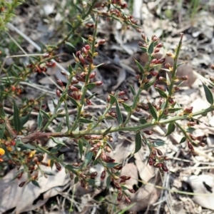 Daviesia ulicifolia subsp. ruscifolia at Holt, ACT - 28 Sep 2021