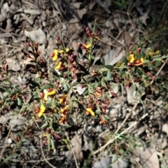 Daviesia ulicifolia subsp. ruscifolia at Holt, ACT - 28 Sep 2021