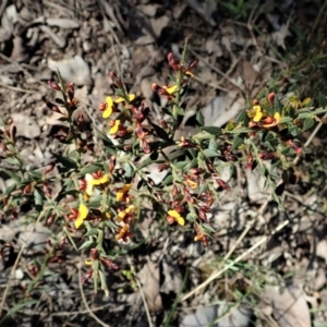 Daviesia ulicifolia subsp. ruscifolia at Holt, ACT - 28 Sep 2021