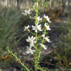 Olearia microphylla (Olearia) at Aranda, ACT - 26 Sep 2021 by CathB