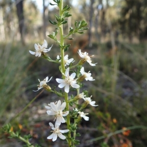 Olearia microphylla at Aranda, ACT - 26 Sep 2021