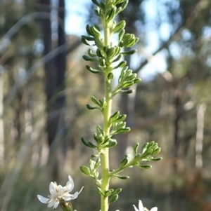 Olearia microphylla at Aranda, ACT - 26 Sep 2021