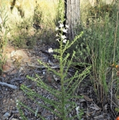 Olearia microphylla at Aranda, ACT - 26 Sep 2021