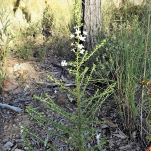 Olearia microphylla at Aranda, ACT - 26 Sep 2021