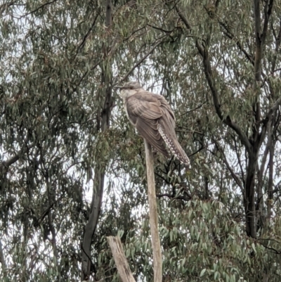 Cacomantis pallidus (Pallid Cuckoo) at Albury, NSW - 29 Sep 2021 by ChrisAllen