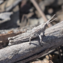 Coryphistes ruricola (Bark-mimicking Grasshopper) at Bruce Ridge to Gossan Hill - 27 Sep 2021 by AlisonMilton