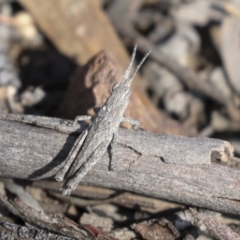 Coryphistes ruricola at Bruce, ACT - 27 Sep 2021 10:20 AM