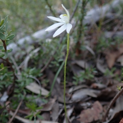 Caladenia fuscata (Dusky Fingers) at Aranda Bushland - 28 Sep 2021 by CathB