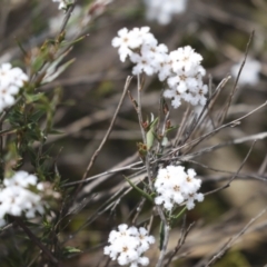 Leucopogon virgatus (Common Beard-heath) at Bruce Ridge to Gossan Hill - 27 Sep 2021 by AlisonMilton