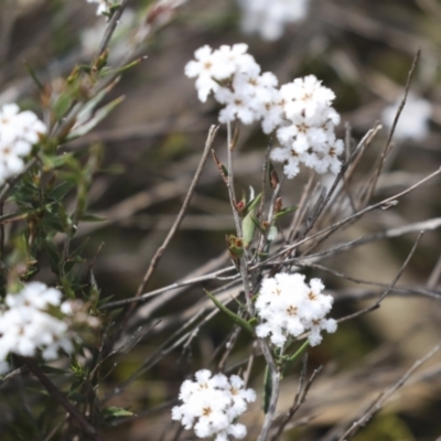 Leucopogon virgatus (Common Beard-heath) at Bruce Ridge to Gossan Hill - 27 Sep 2021 by AlisonMilton