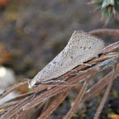 Thalerotricha mylicella (A concealer moth) at Molonglo Valley, ACT - 27 Sep 2021 by CathB