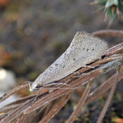 Thalerotricha mylicella (Wingia Group) at Molonglo Valley, ACT - 27 Sep 2021 by CathB