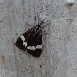 Nyctemera amicus at Boro, NSW - 27 Sep 2021