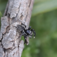 Jotus auripes (Jumping spider) at Bruce Ridge to Gossan Hill - 27 Sep 2021 by AlisonMilton