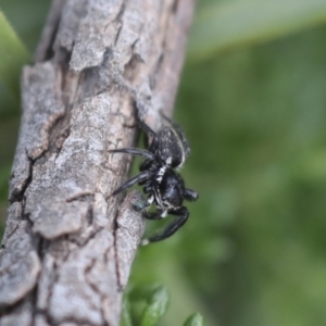 Jotus auripes at Bruce, ACT - 27 Sep 2021 12:06 PM