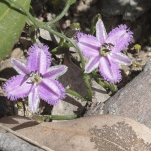 Thysanotus patersonii at Bruce, ACT - 27 Sep 2021