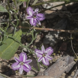 Thysanotus patersonii at Bruce, ACT - 27 Sep 2021