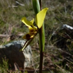 Diuris sulphurea (Tiger Orchid) at Boro, NSW - 28 Sep 2021 by Paul4K