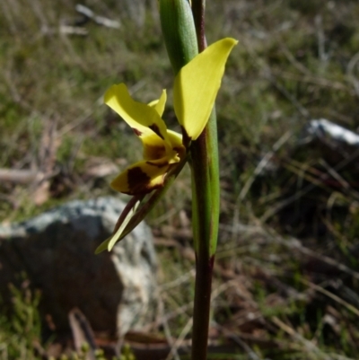 Diuris sulphurea (Tiger Orchid) at Boro, NSW - 28 Sep 2021 by Paul4K