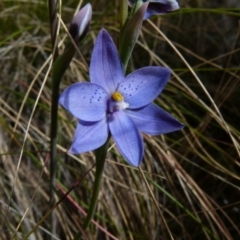 Thelymitra ixioides (Dotted Sun Orchid) at Boro - 28 Sep 2021 by Paul4K