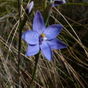 Thelymitra ixioides at Boro, NSW - suppressed