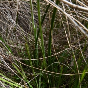 Thelymitra ixioides at Boro, NSW - suppressed