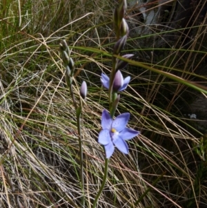 Thelymitra ixioides at Boro, NSW - suppressed