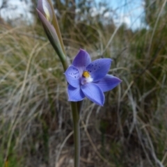 Thelymitra ixioides at Boro, NSW - suppressed