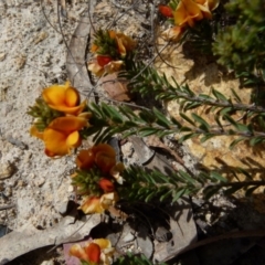 Pultenaea subspicata (Low Bush-pea) at Boro, NSW - 28 Sep 2021 by Paul4K