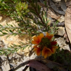 Pultenaea subspicata at Boro, NSW - 28 Sep 2021