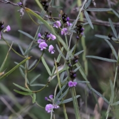 Glycine clandestina at Bruce, ACT - 27 Sep 2021 12:04 PM