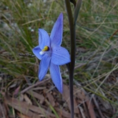 Thelymitra ixioides (Dotted Sun Orchid) at Boro, NSW - 28 Sep 2021 by Paul4K