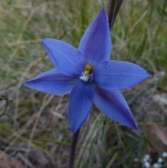 Thelymitra ixioides at Boro, NSW - suppressed