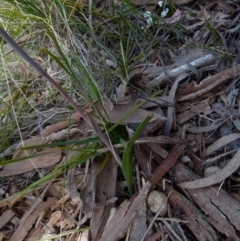 Thelymitra ixioides at Boro, NSW - suppressed