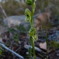 Hymenochilus bicolor (ACT) = Pterostylis bicolor (NSW) (Black-tip Greenhood) at Boro, NSW - 28 Sep 2021 by Paul4K