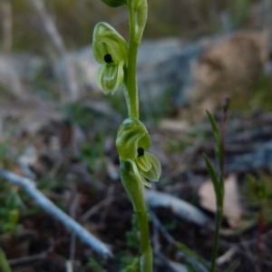 Hymenochilus bicolor (ACT) = Pterostylis bicolor (NSW) at Boro, NSW - suppressed