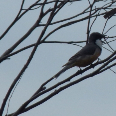 Pachycephala rufiventris (Rufous Whistler) at Boro, NSW - 29 Sep 2021 by Paul4K