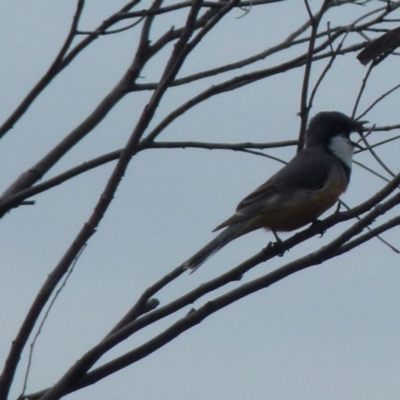 Pachycephala rufiventris (Rufous Whistler) at Boro, NSW - 28 Sep 2021 by Paul4K