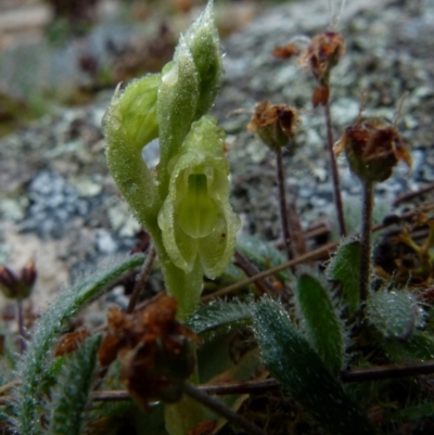 Hymenochilus muticus (Midget Greenhood) at Boro, NSW - 28 Sep 2021 by Paul4K