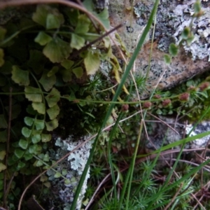 Asplenium flabellifolium at Boro, NSW - 29 Sep 2021