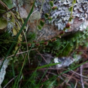 Asplenium flabellifolium at Boro, NSW - 29 Sep 2021