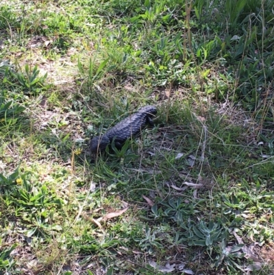 Tiliqua rugosa (Shingleback Lizard) at Hackett, ACT - 28 Sep 2021 by rosiecooney