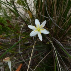 Thelionema umbellatum at suppressed - 29 Sep 2021