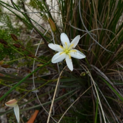 Thelionema caespitosum (Tufted Blue Lily) at Boro, NSW - 29 Sep 2021 by Paul4K