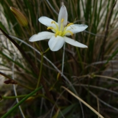 Thelionema umbellatum at suppressed - 29 Sep 2021